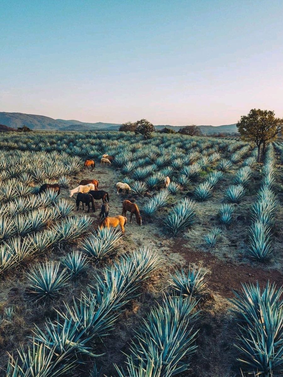 Guachimontones & Tequila Tour – Pyramids and Distillery Experience