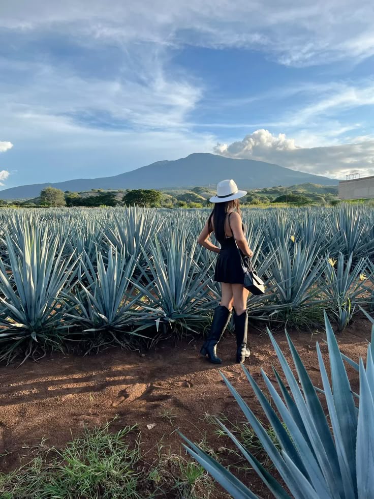 Tequila Tour – Agave Fields & Distillery Tasting