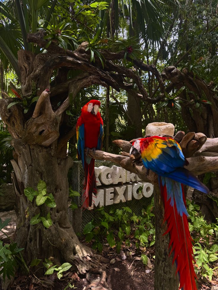 Xcaret Basic – Explore Riviera Maya’s Most Iconic Eco Park