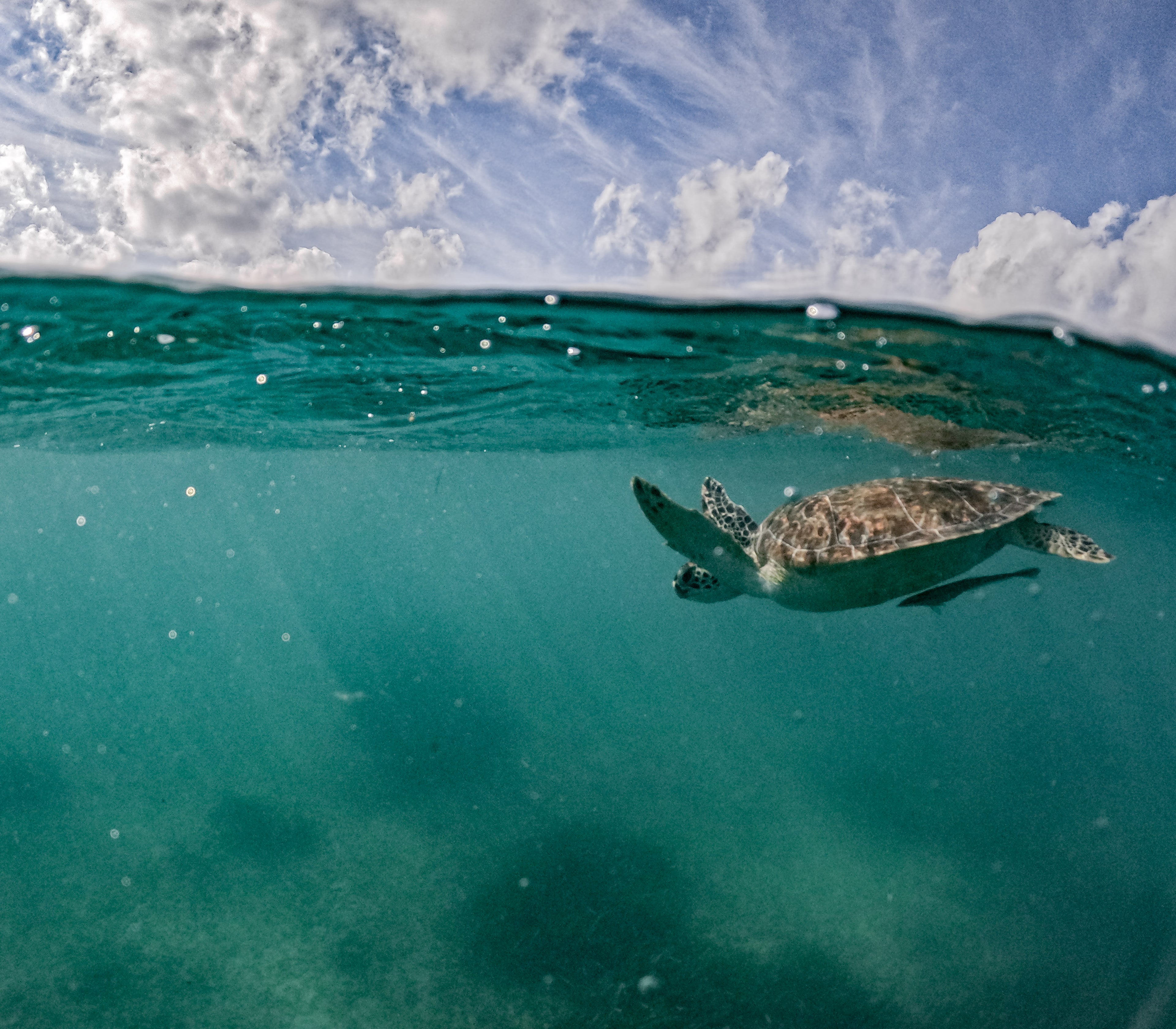 Snorkel Discovery Tour – Turtles and Cenotes Adventure