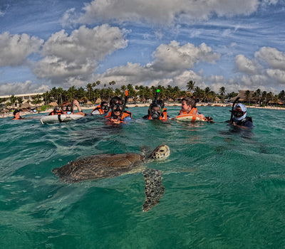 Snorkel Discovery Tour – Turtles and Cenotes Adventure